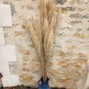 Pampas / plumeaux naturels (lot de 10)